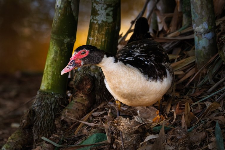120 Zuid Pantanal, muskuseend.jpg